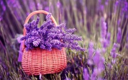 Phong thủy hoa oải hương: Không chỉ có mùi hương, hoa giúp cuộc sống hạnh phúc